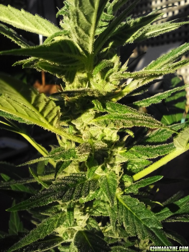 tha shiznit early budding