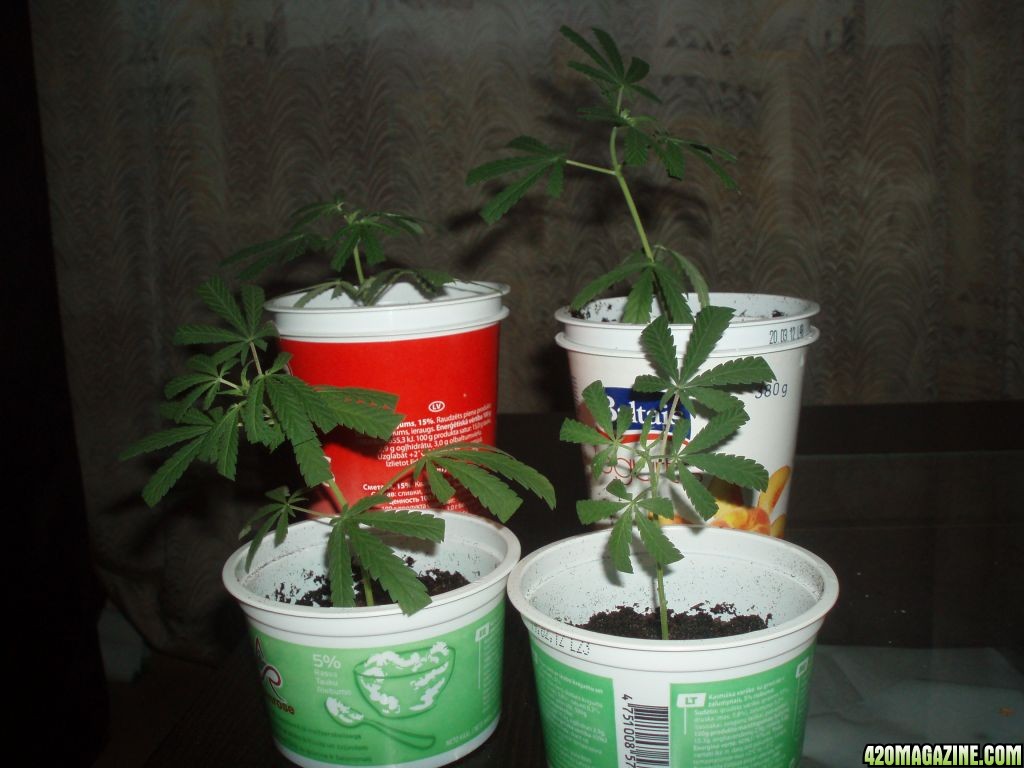 Thai clones