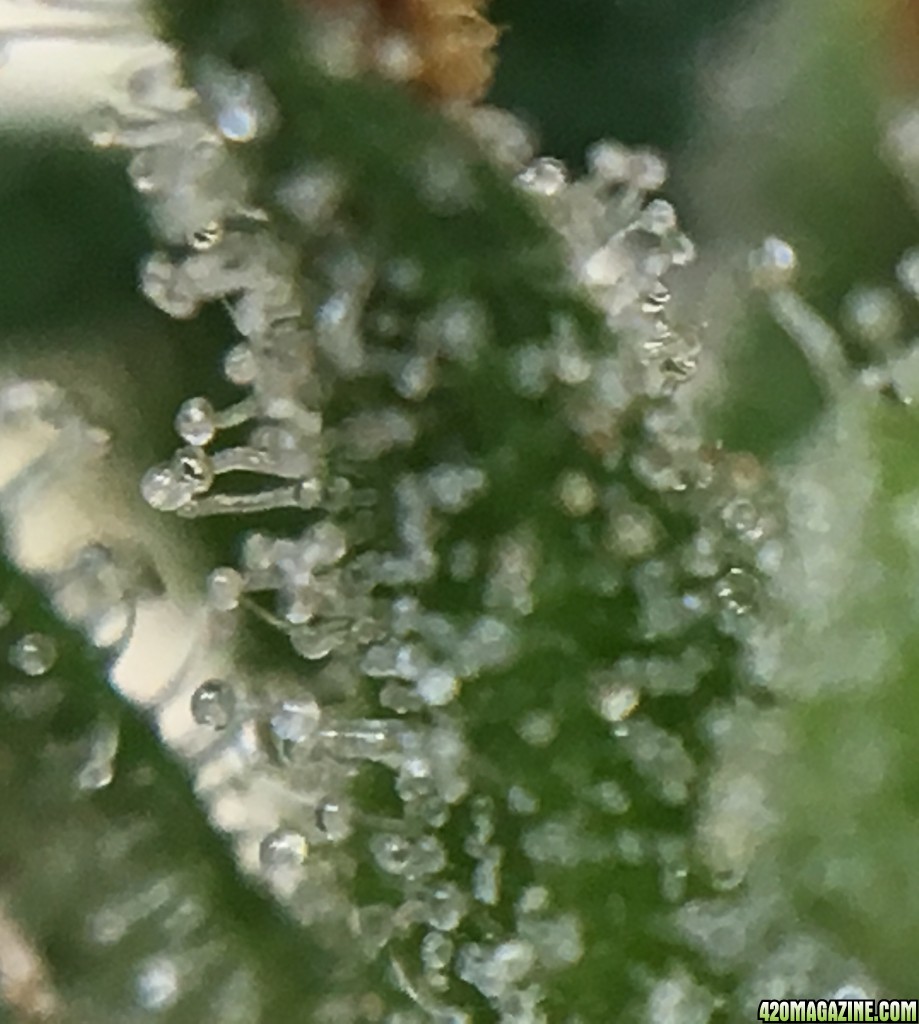 Thai Stick Trichs At 18 Weeks