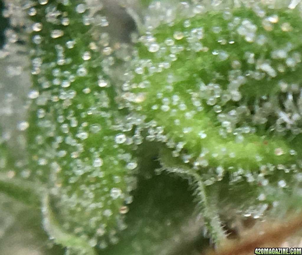 Thai Stick Trichs At 18 Weeks