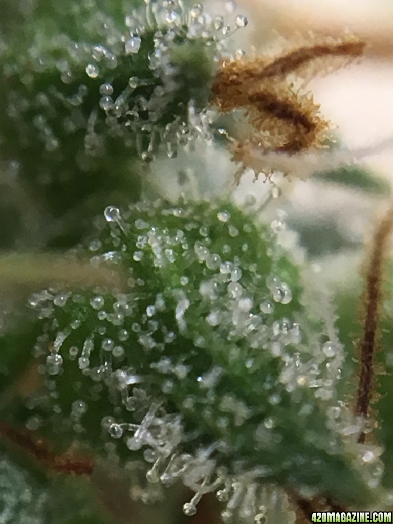 Thai Stick Trichs At 18 Weeks