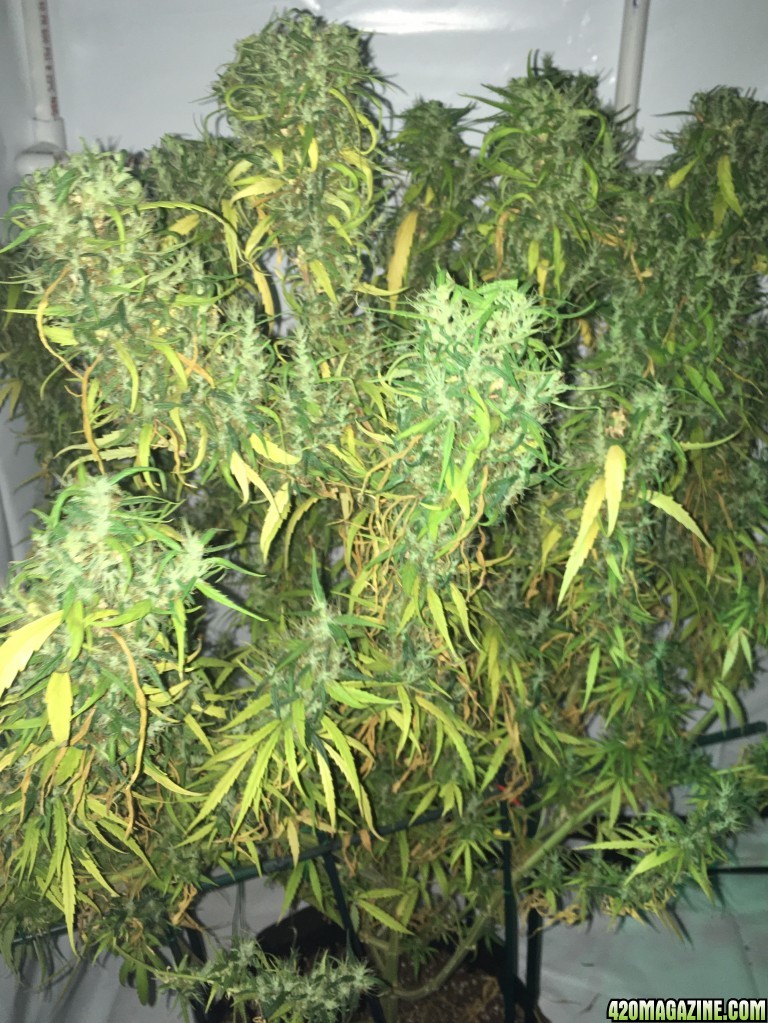 Thai Stick Week 18