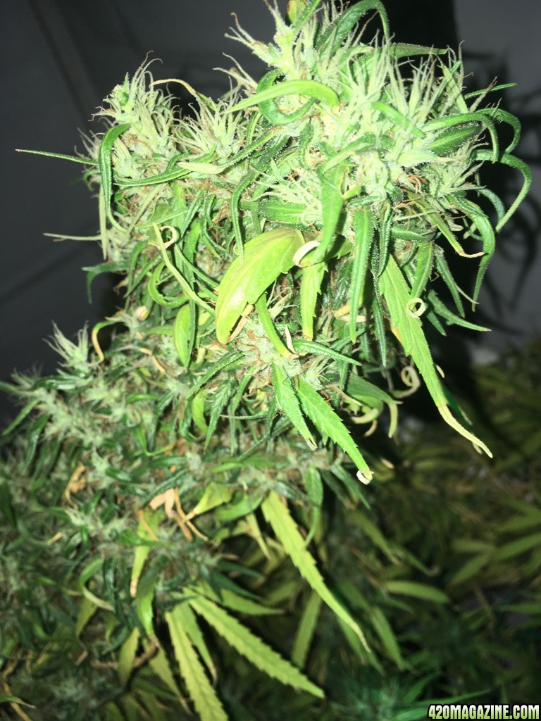 Thai Stick Week 18