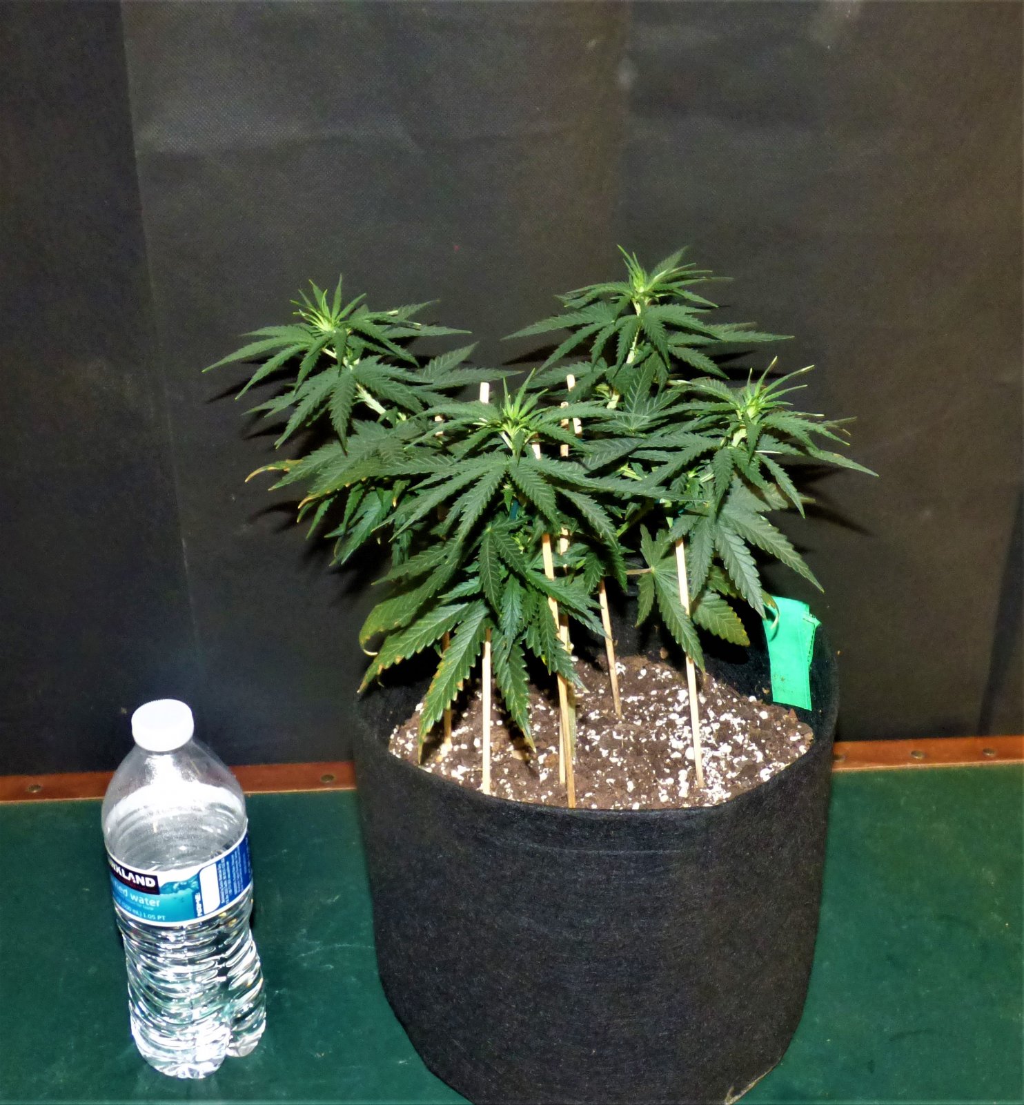 THC Bomb 10-1-21 Day39.JPG