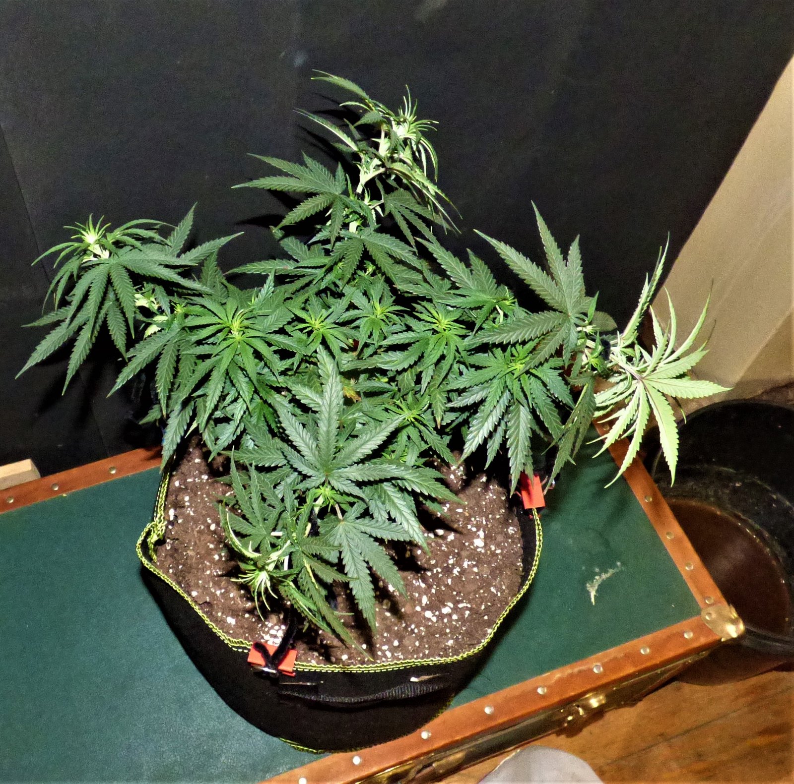 THC Bomb 10-26-21 D49 tie down.JPG