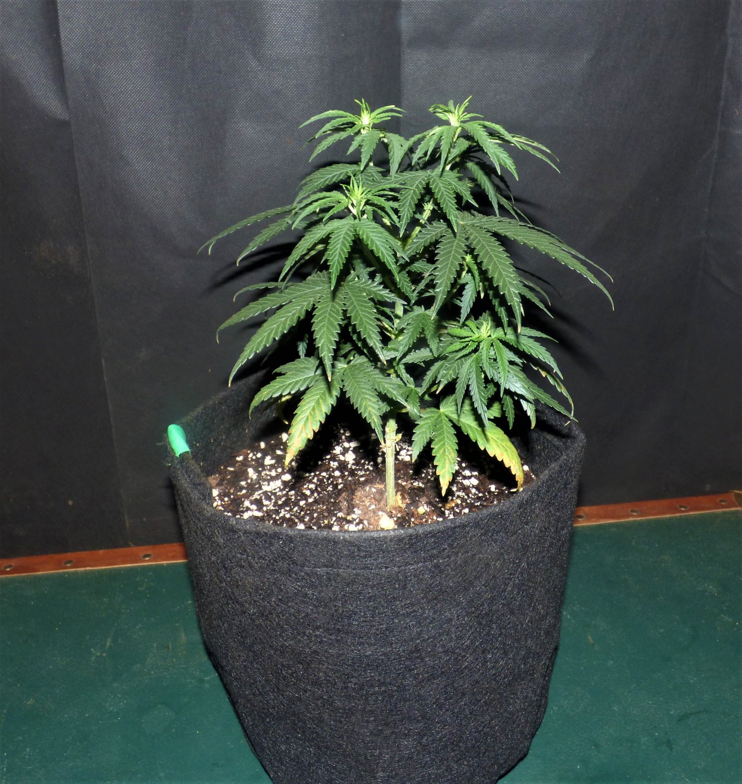 THC Bomb 10-9-21 Day32.JPG