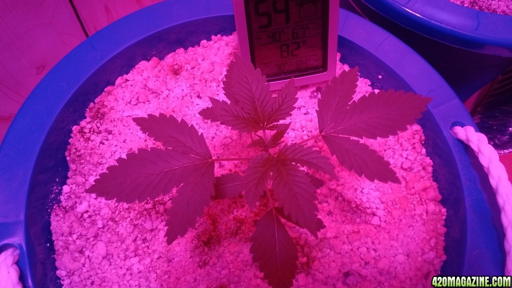 THC Bomb - 5th update