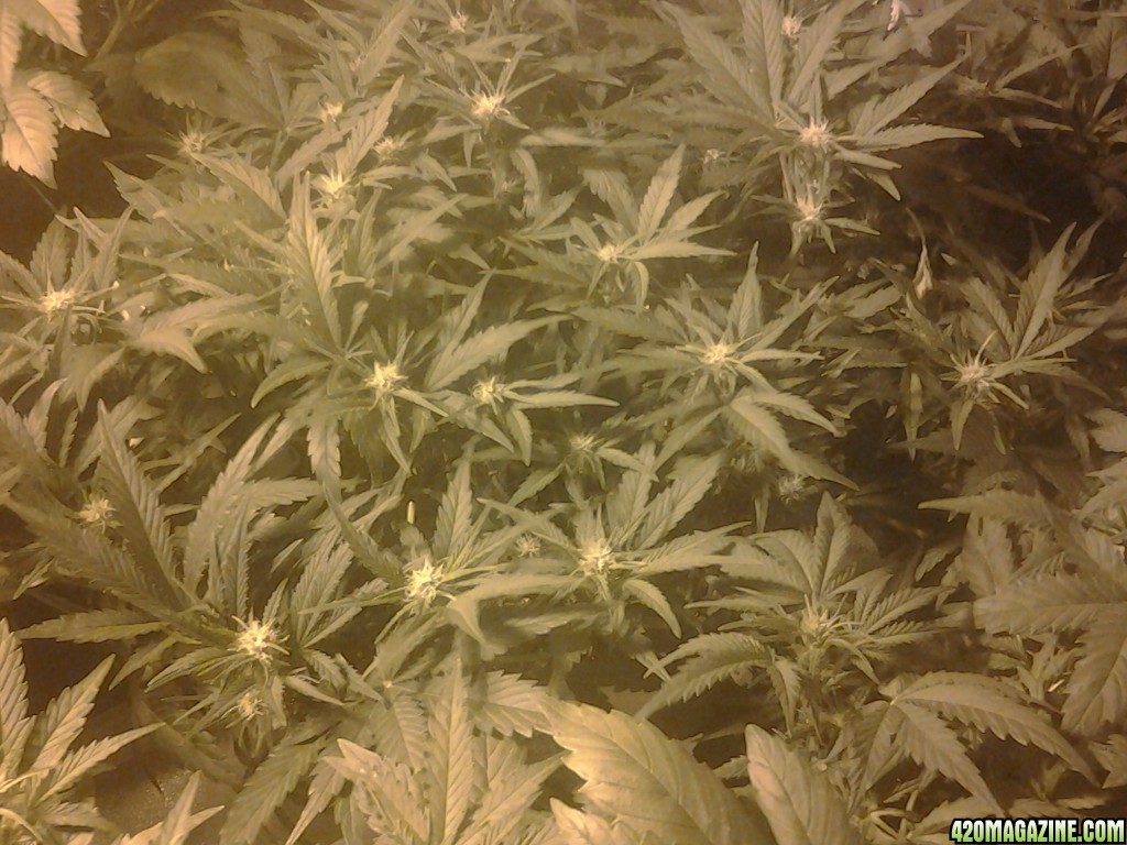 thc bomb auto fem.day 39