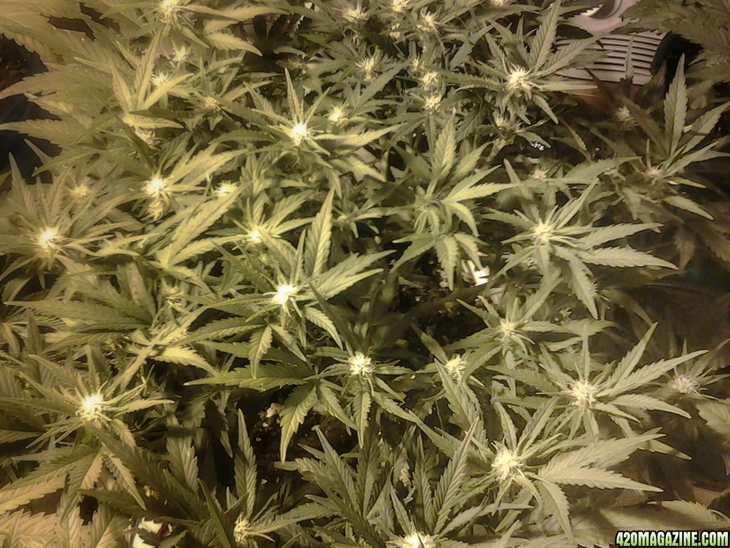 thc bomb auto fem