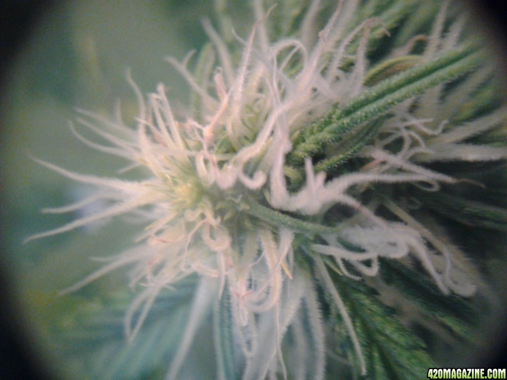 thc bomb auto fem