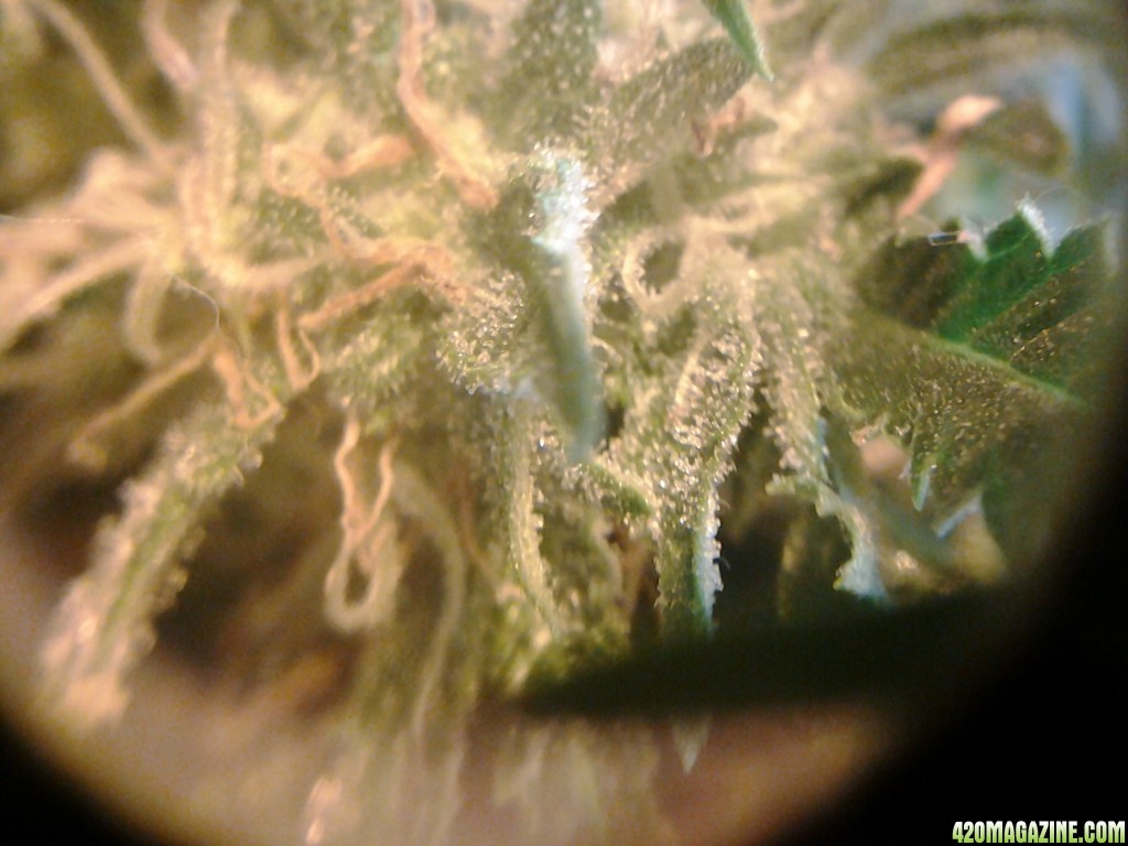 thc bomb auto fem