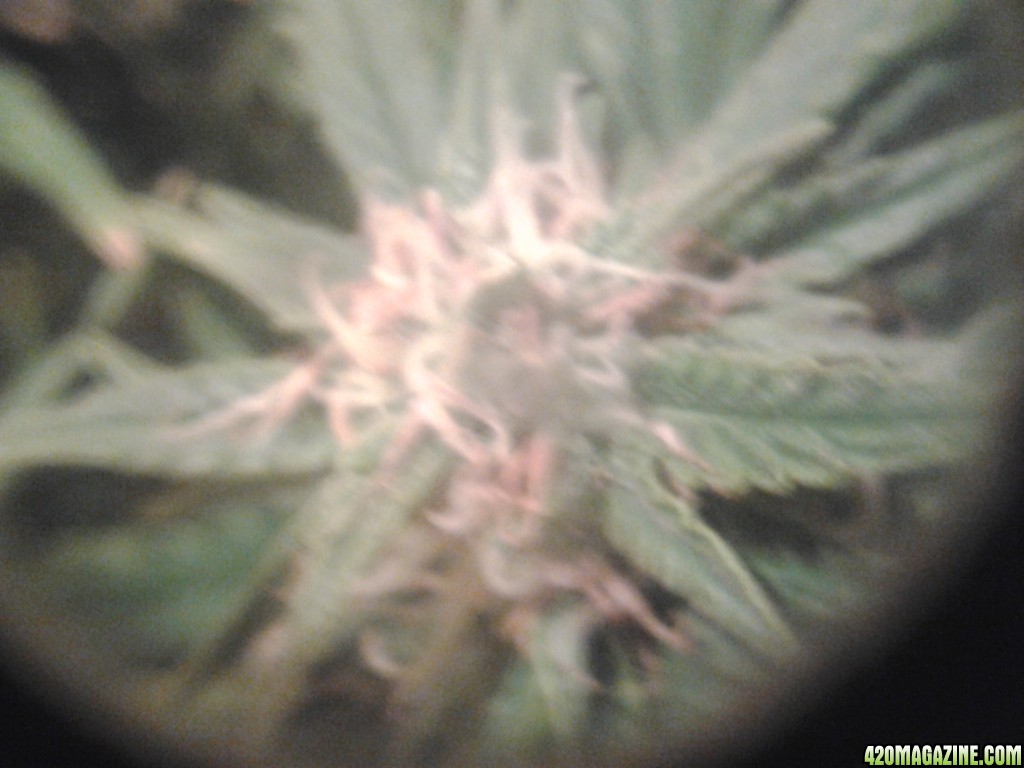 thc bomb auto feminized day 47