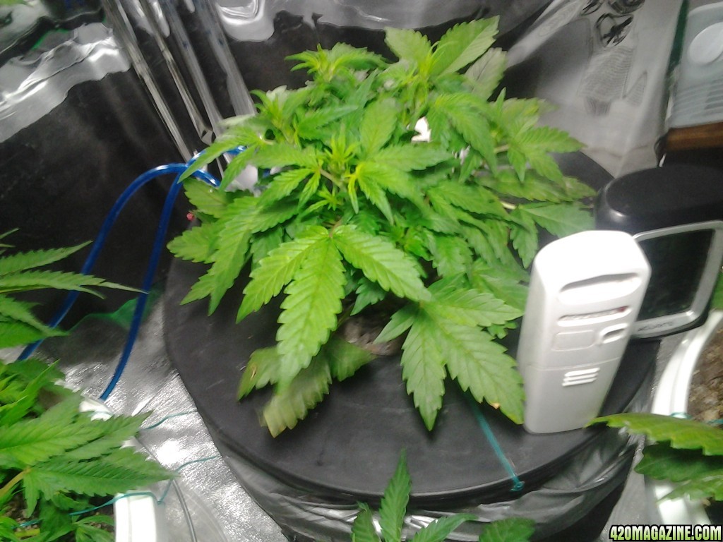 thc bomb auto feminized dwc