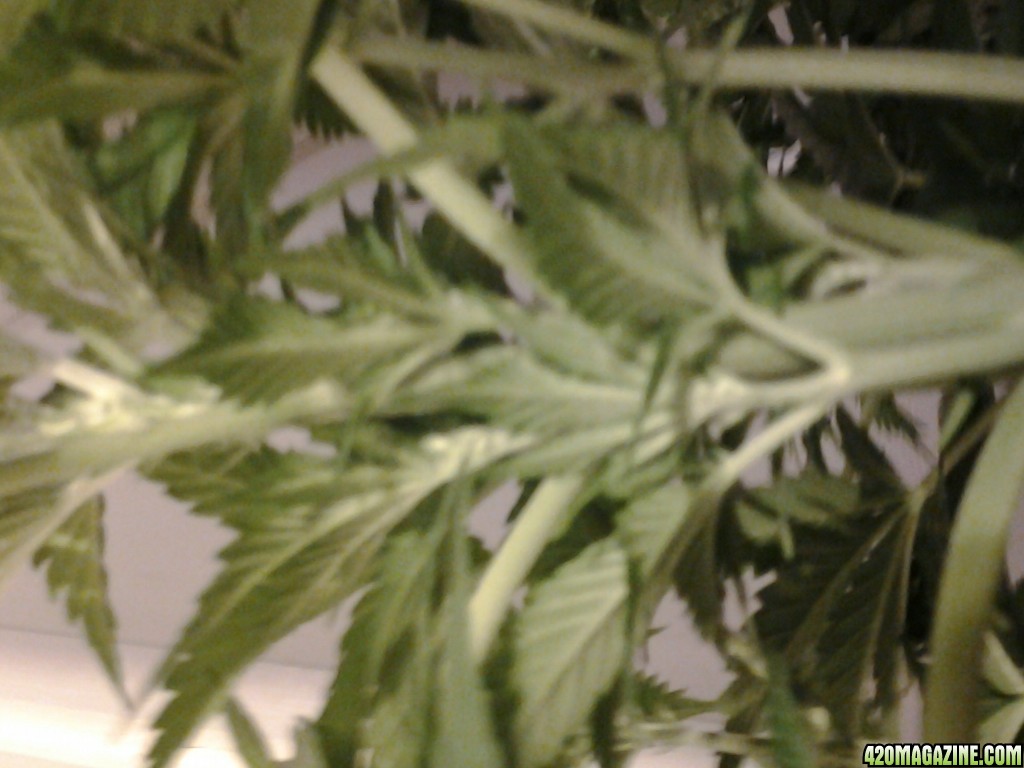 thc bomb auto feminized dwc