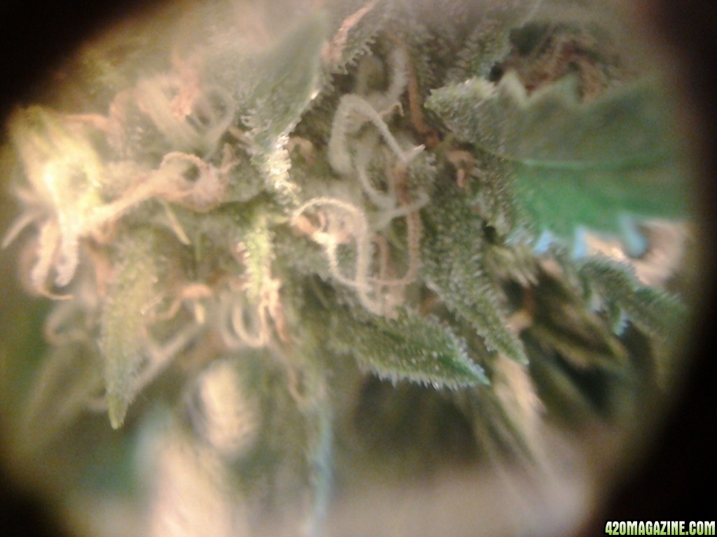 thc bomb auto feminized