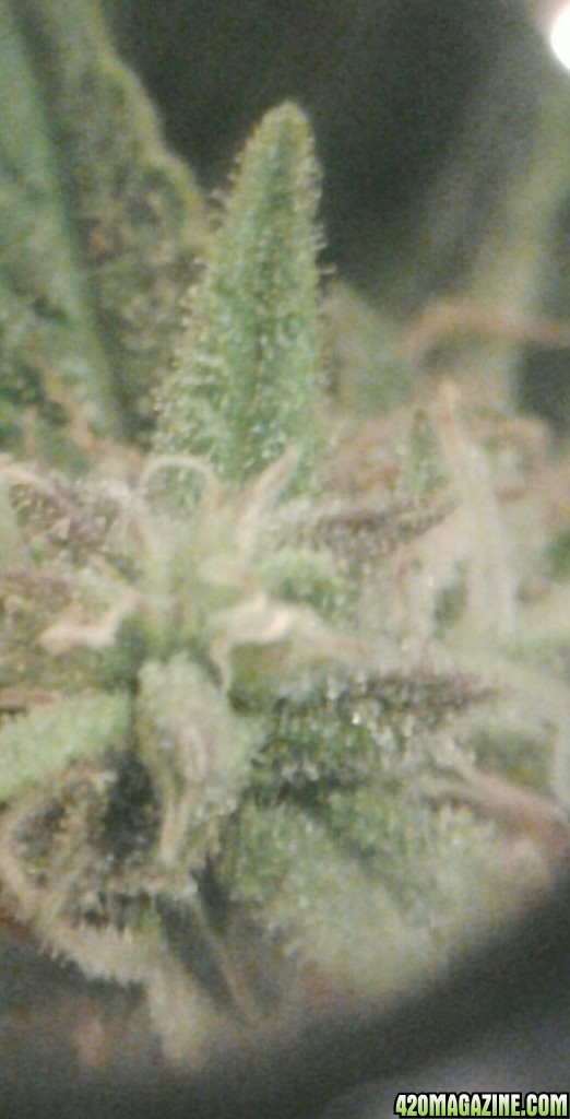 thc bomb auto feminized