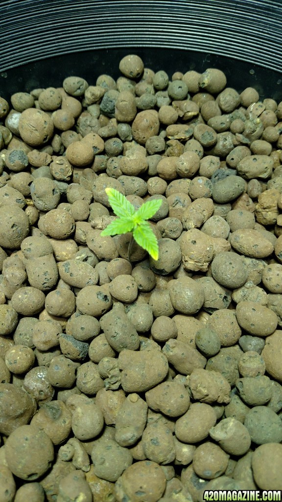 Thc Bomb auto sprout