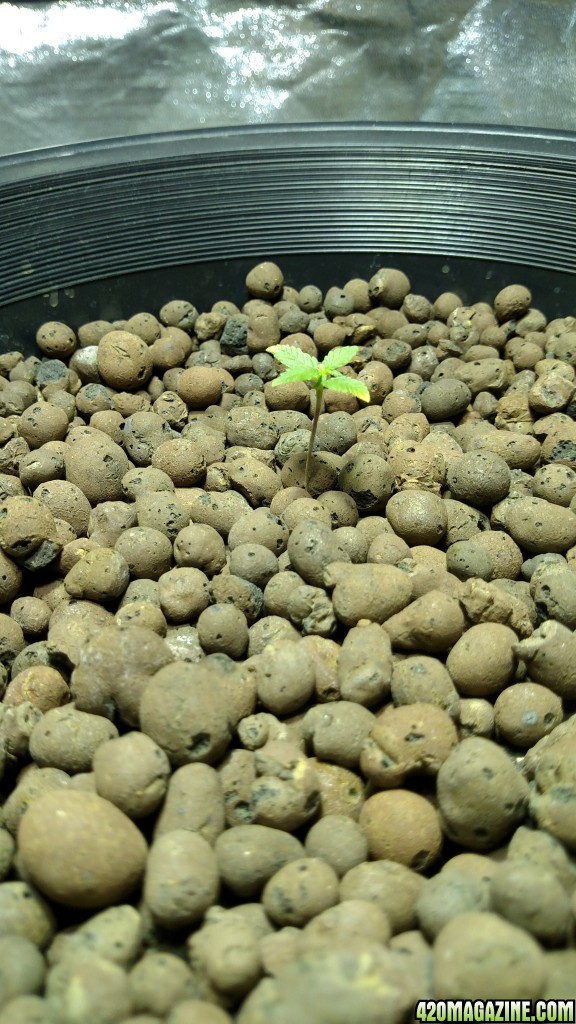 Thc Bomb auto sprout