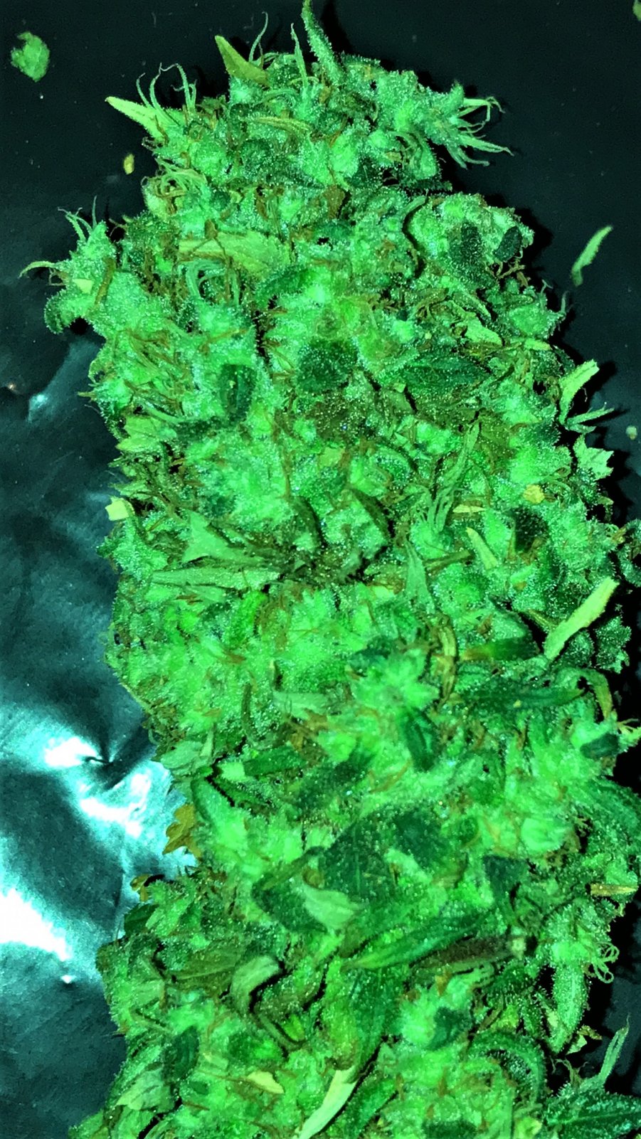 THC Bomb bud end 1-29-22 D 73.JPG