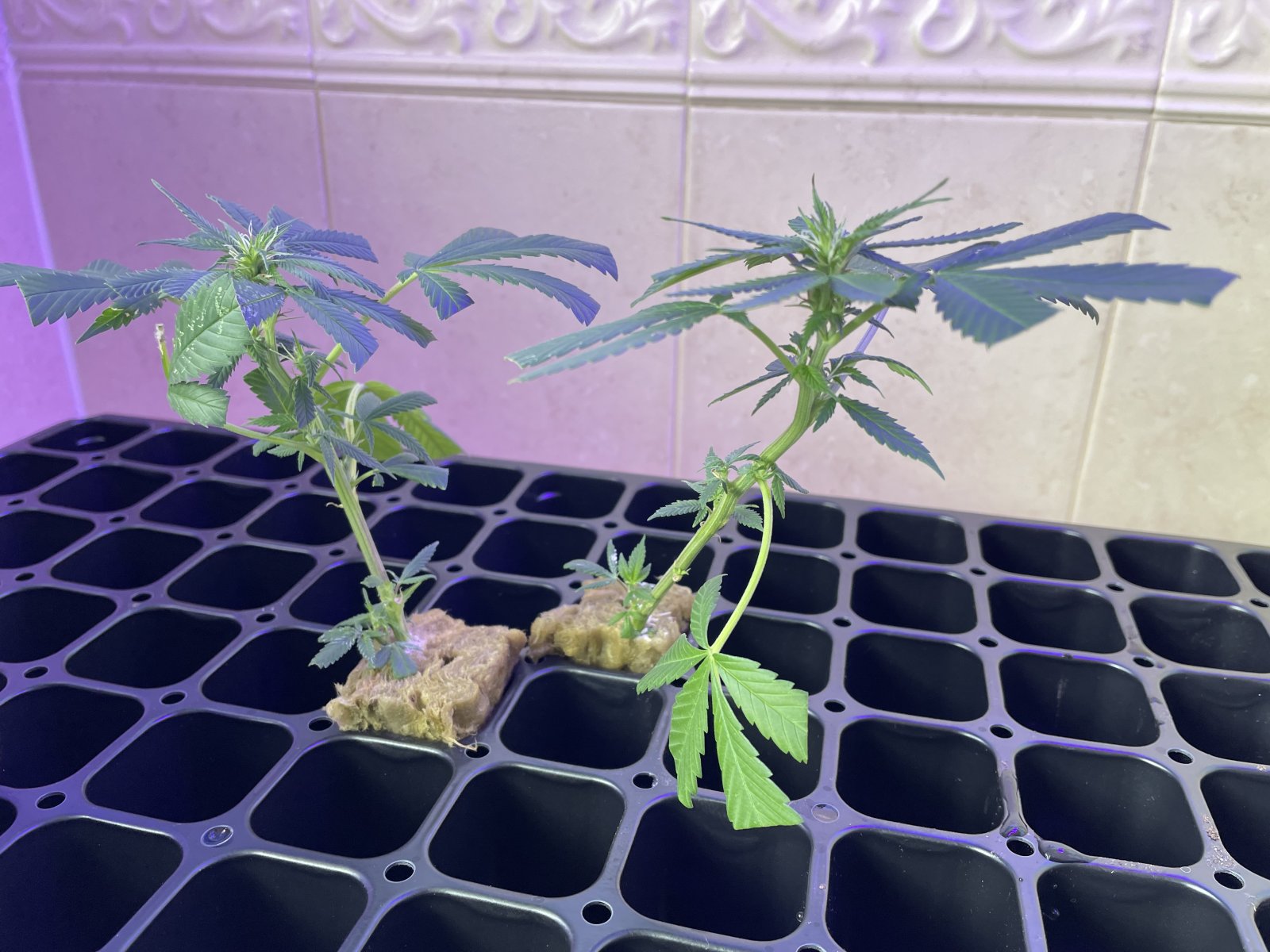 THC Bomb-CLONES_08_22_2023_01.jpg