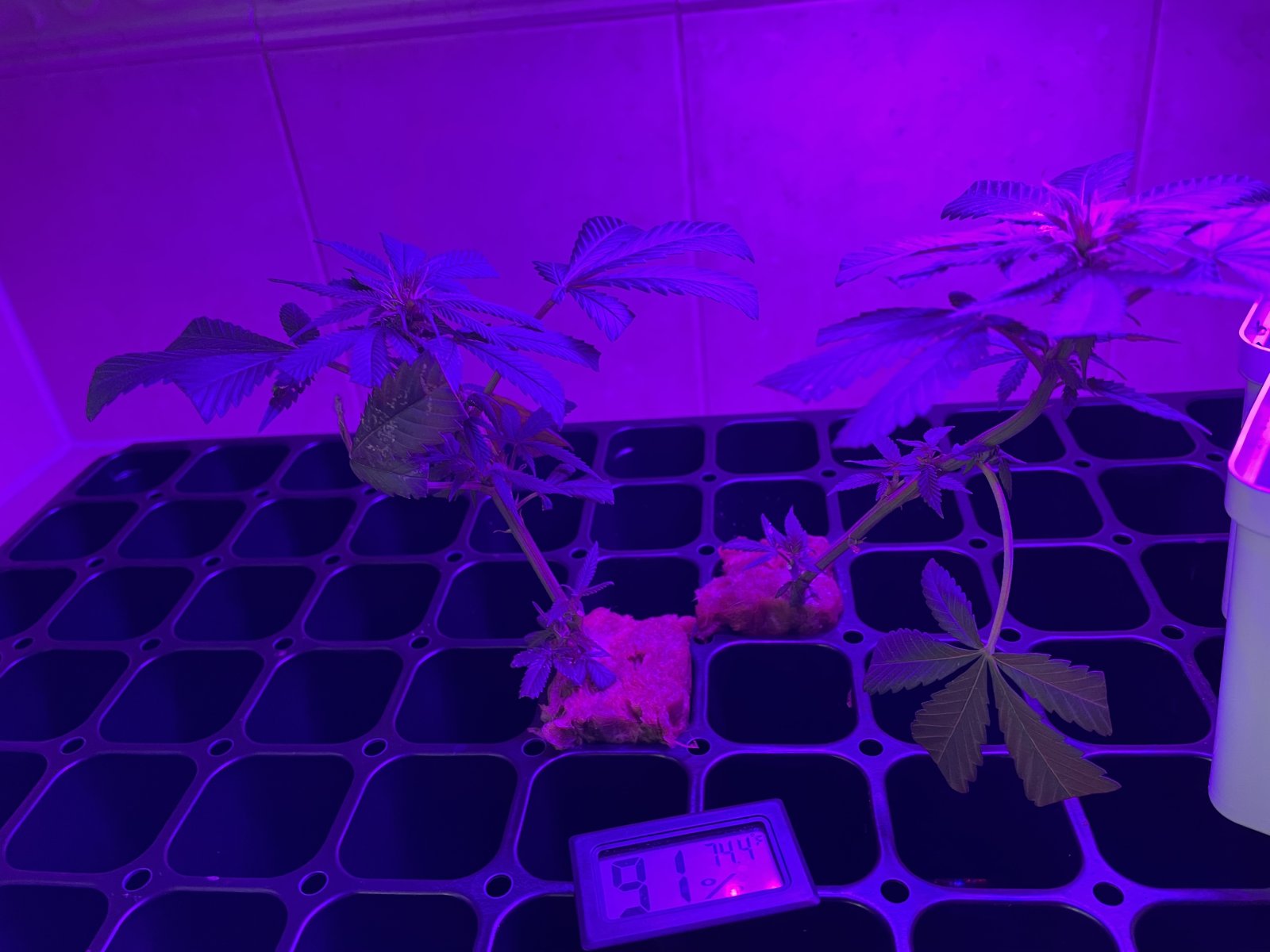 THC Bomb-CLONES_08_23_2023_02.jpg