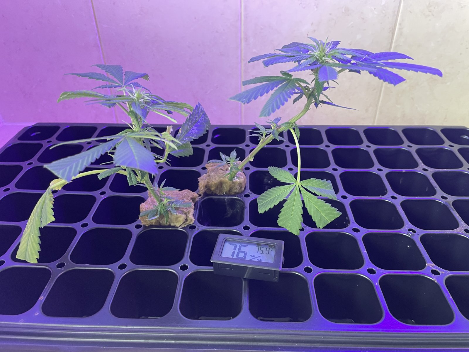 THC Bomb-CLONES_08_25_2023_08.jpg