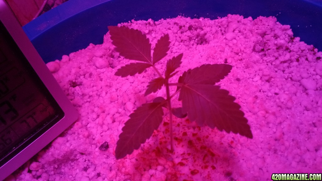 THC Bomb - First Seedling