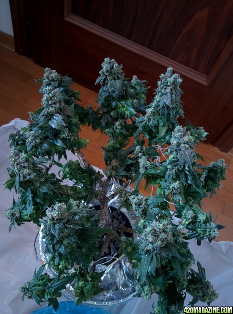 THC Bomb harvest!