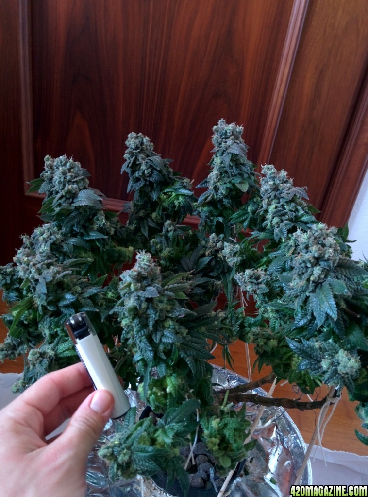 THC Bomb harvest!