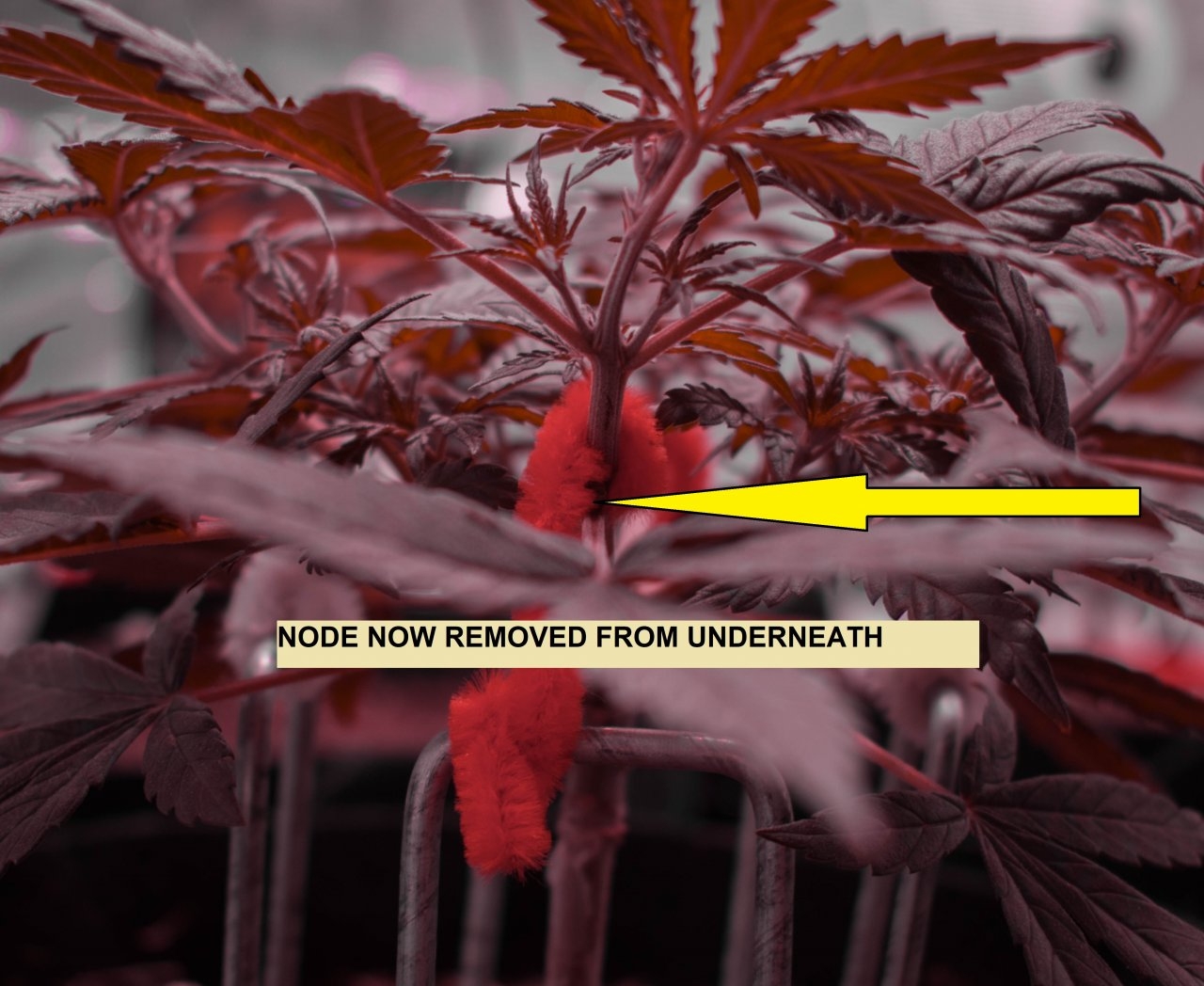 THC Bomb in FFOF Node Removed