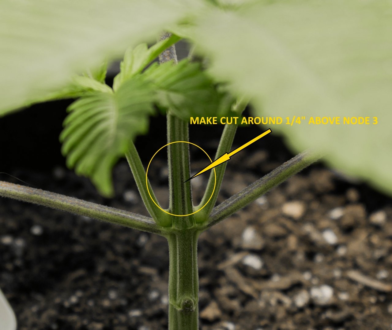 THC Bomb in MGOS-1