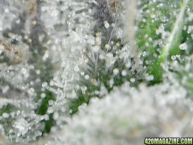 thc bomb trichomes