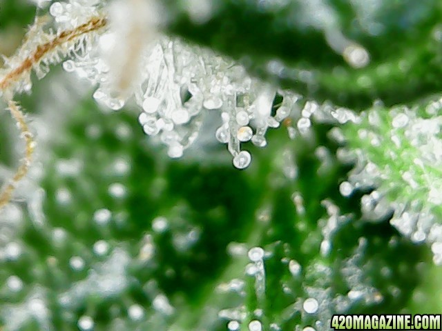 thc bomb trichomes