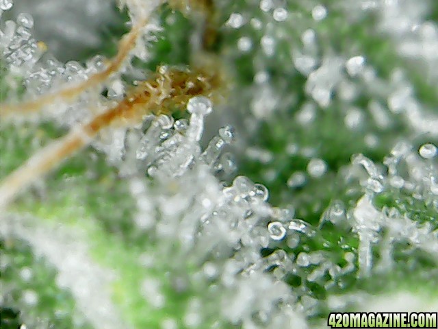 thc bomb trichomes