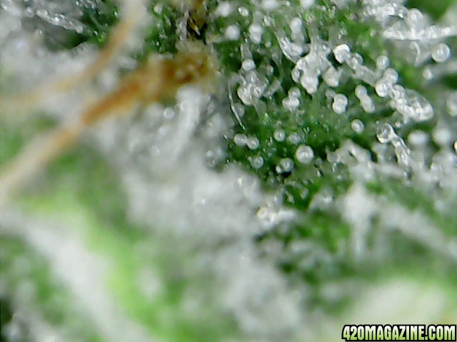 thc bomb trichomes