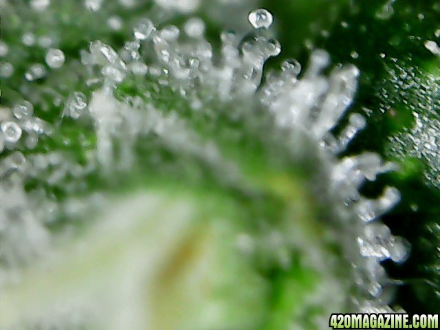 thc bomb trichomes