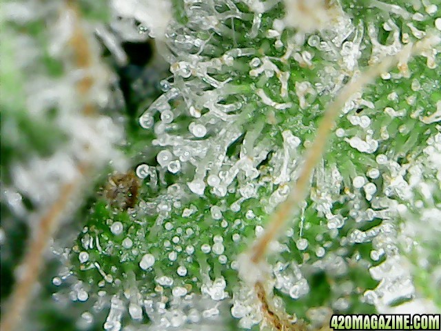 thc bomb trichomes