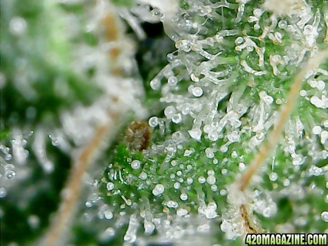 thc bomb trichomes