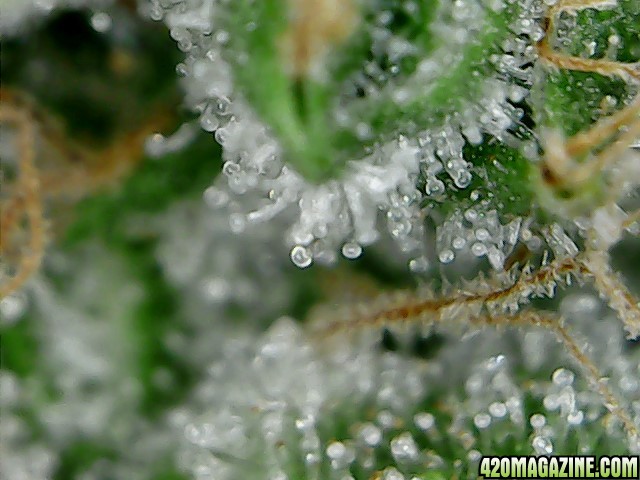 thc bomb trichomes