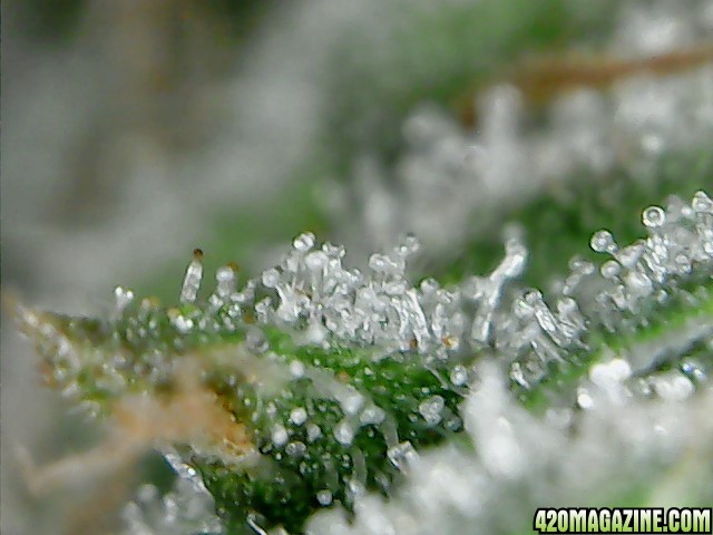 thc bomb trichomes