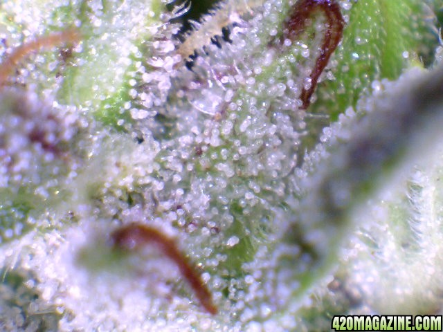 THC Bomb - Trichomes