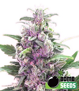 thc bomb2