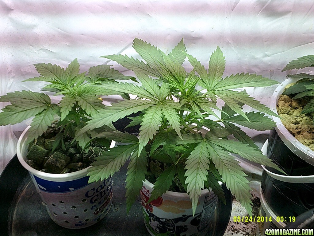 the 2 Jack Herer's still in the 24 oz Cottage Cheese starters