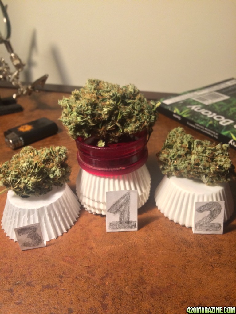 The Bud Olympics. Lemon Sour Diesel Medal Spree