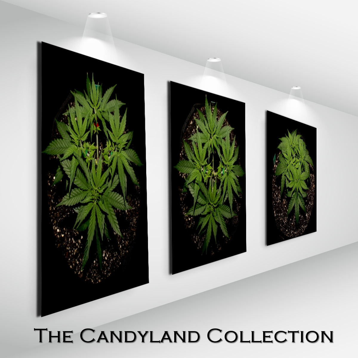 The Candyland Collection