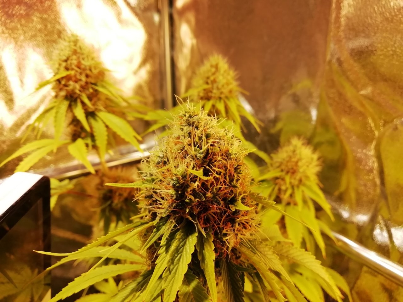 The Church Day 53 Of Flowering.jpg