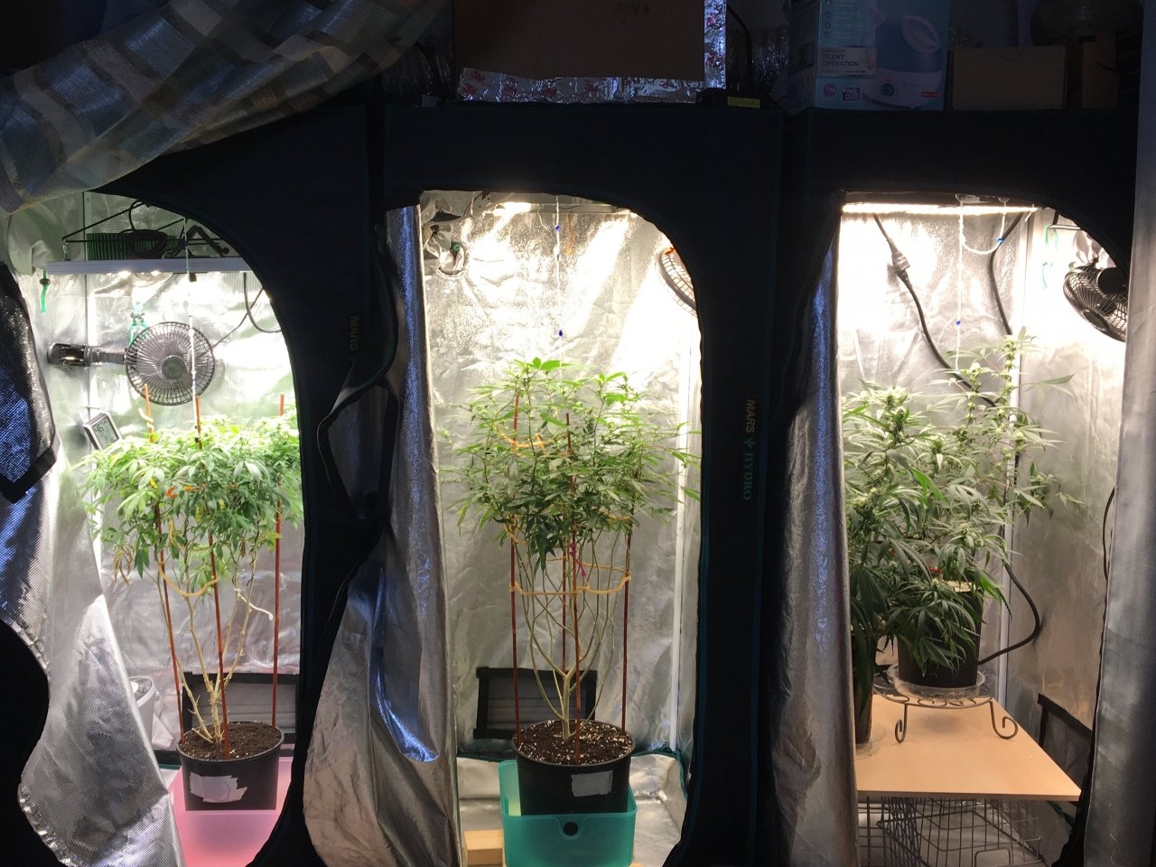 The consistent light quality in my flowering tents