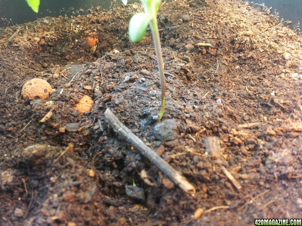 The Doctor seedling, look at the stem :)