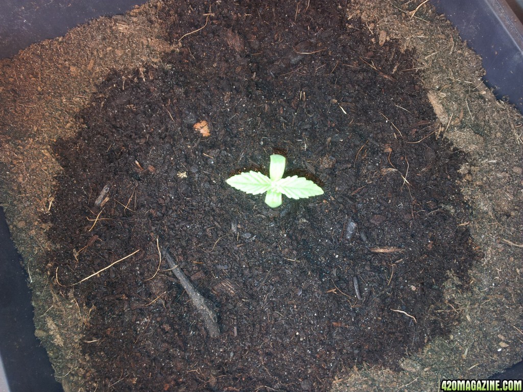 The Doctor seedling