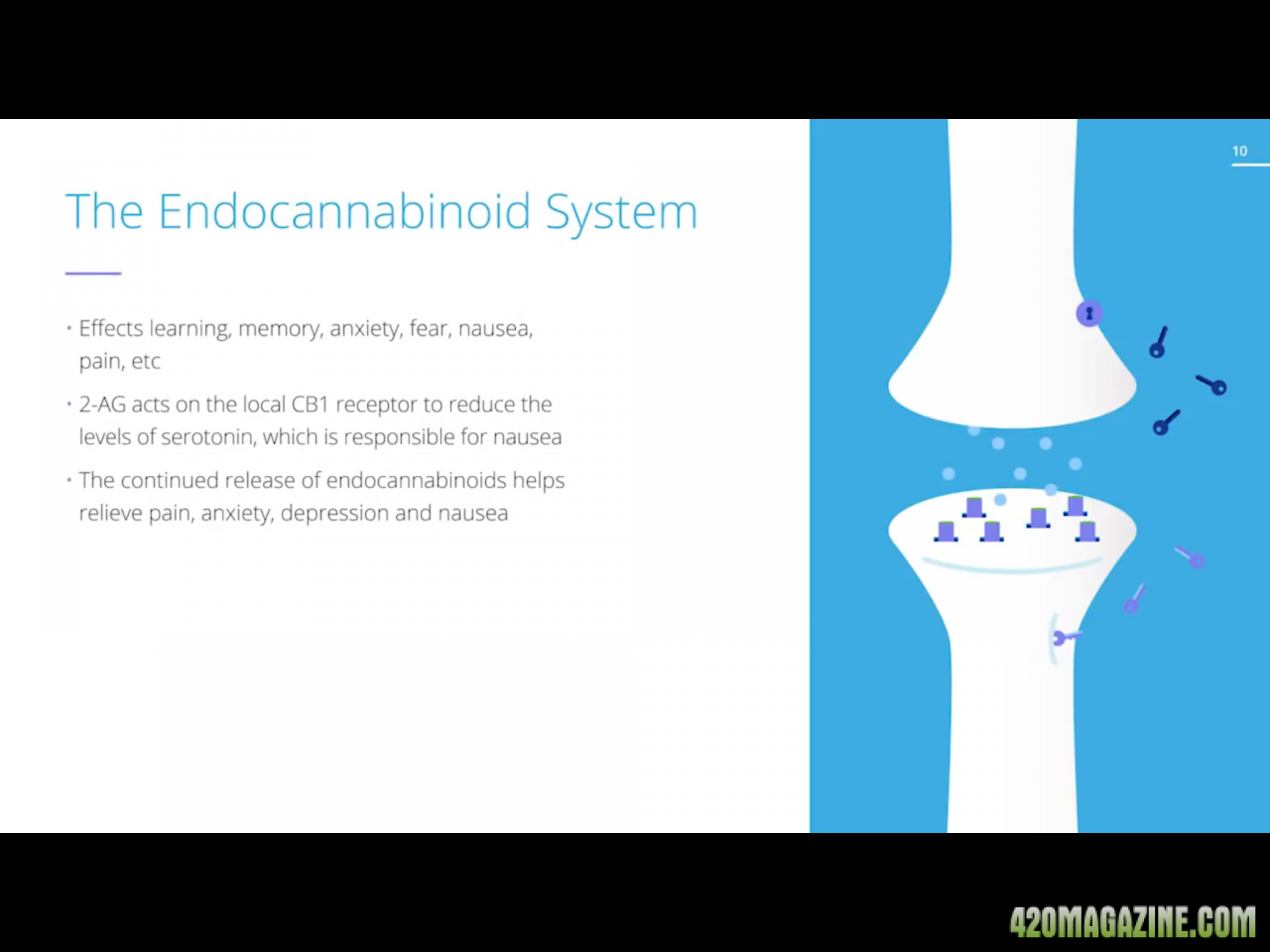 The Endocannabinoid System